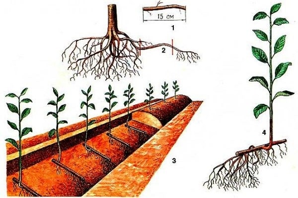 propagar cerezas