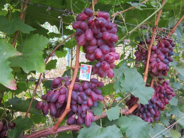 величина грожђа ризамат