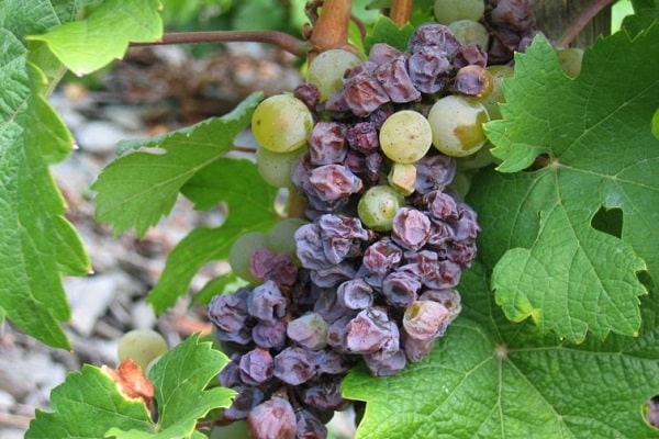 pucker grapes