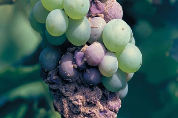 the bunches ripen