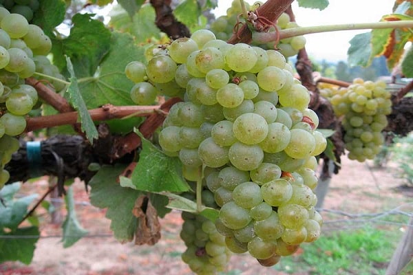 wine acid