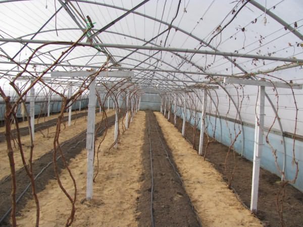 estufa para uvas