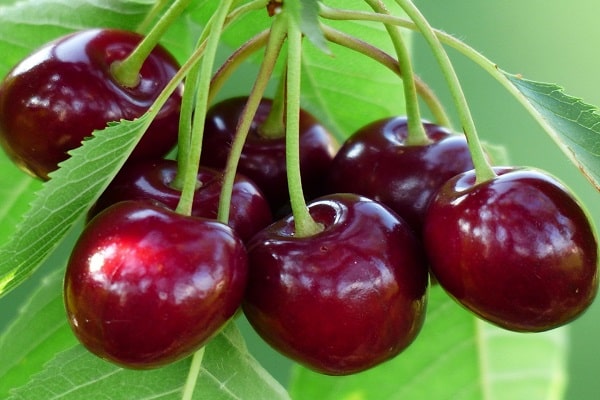 red berries