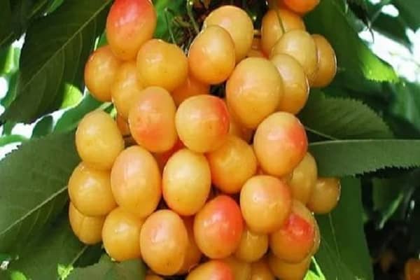 Drogana Yellow
