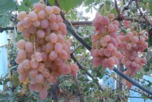 Características da variedade de uva Taifi, características de cultivo e uma descrição do rendimento