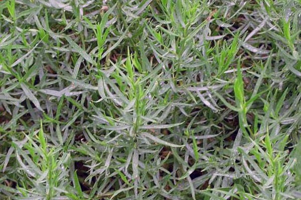 kvadratinis metras