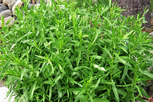 didelis augimas