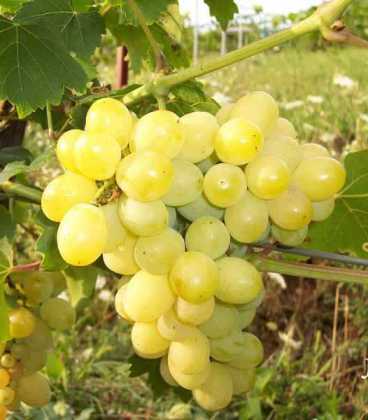 лаура грожђе