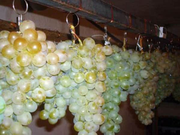 stockage des raisins