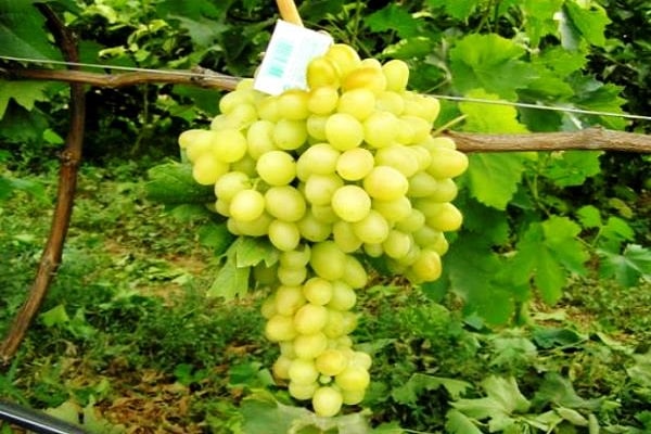 Farbe der Beeren