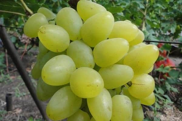 arbusto vigoroso