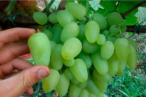 bayas verdes