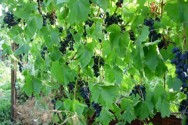 la cosecha madura