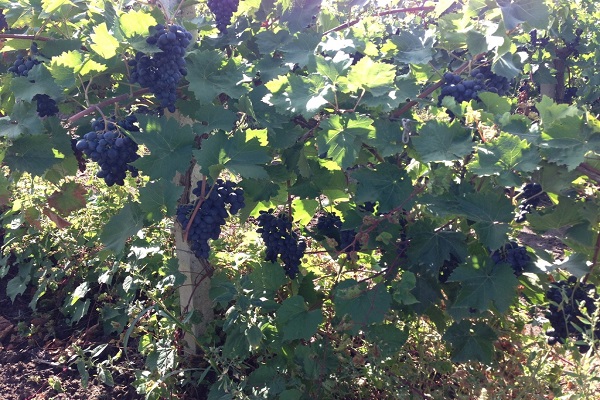 fruchtbarer Strauch