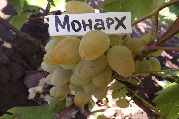 крупне бобице