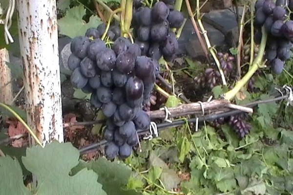 reife Frucht