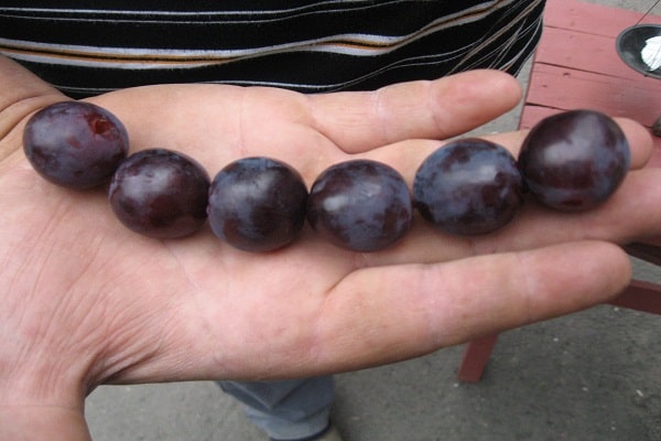 Beeren zur Hand
