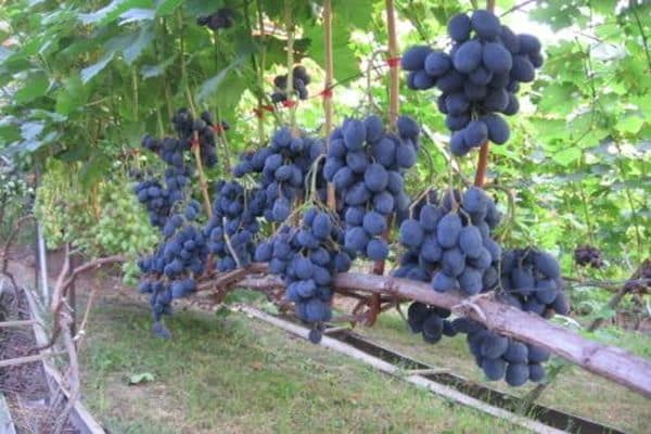 uvas en el jardín