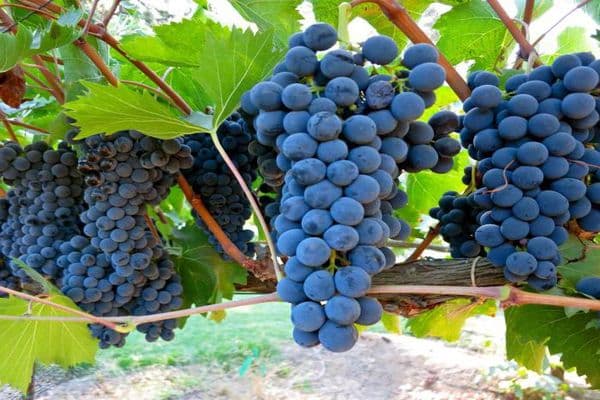 plantar uvas