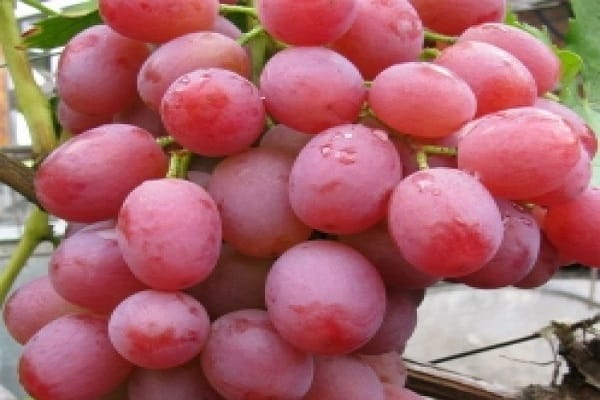 Raisins de Libye