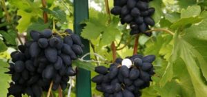 Descrição e características das uvas Viking, prós e contras