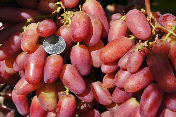 große Beeren