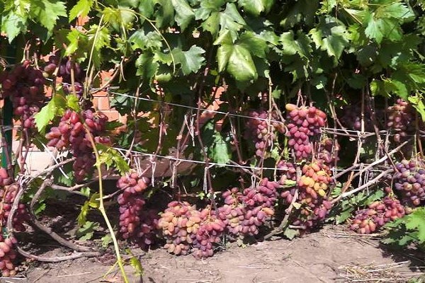 Cluster lügen