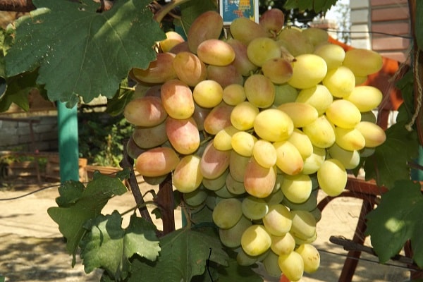Die Frucht singt