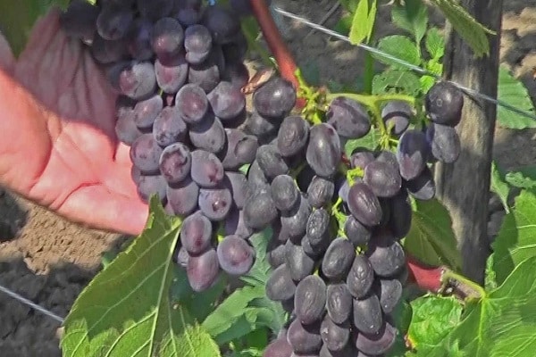 кисхмисх сорта