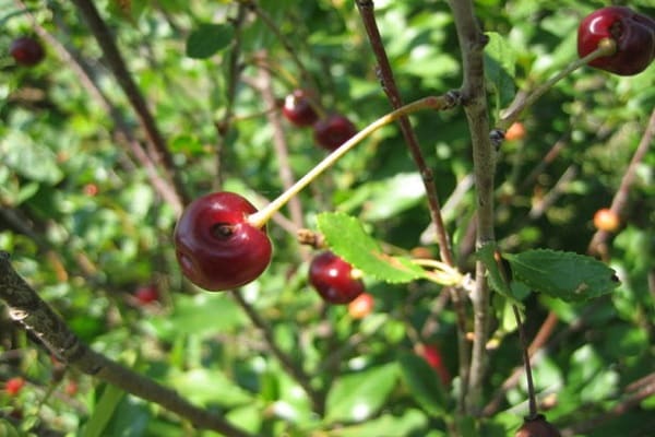 czarna choroba