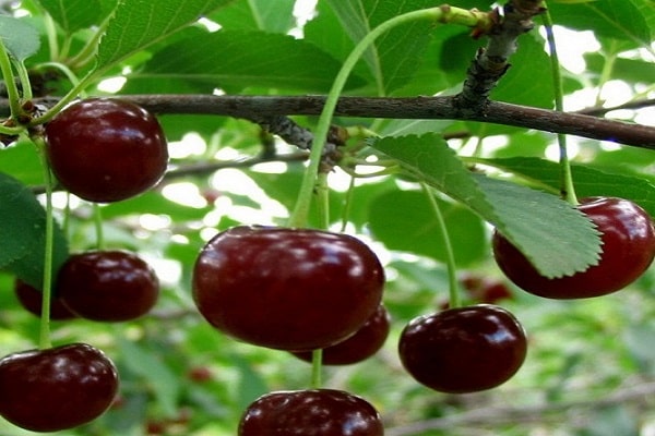 Cereja melitopol