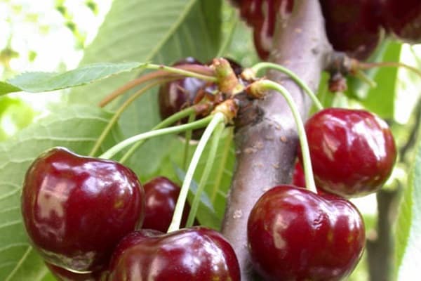 Árvore de cereja