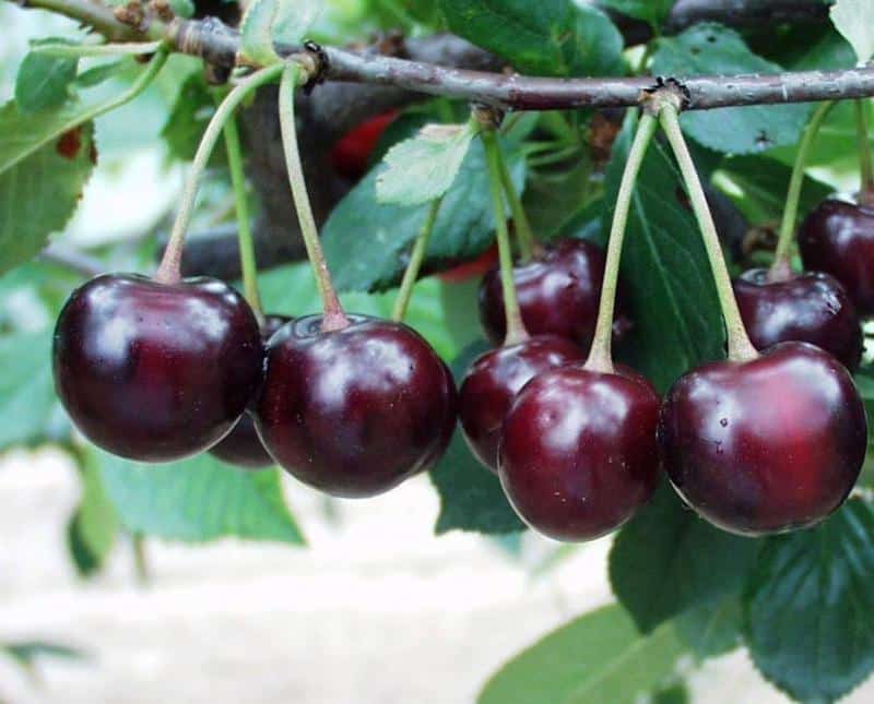 cherry frost