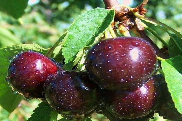 укус