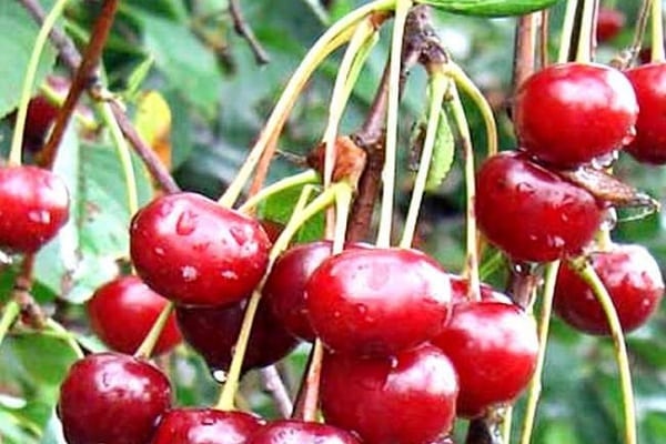 уклоњен са грана