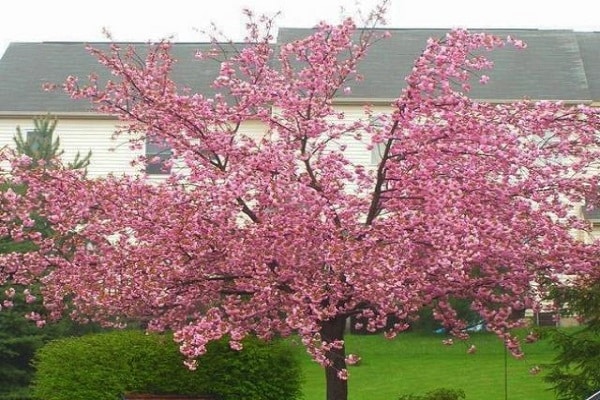 fleur de cerisier de jardin