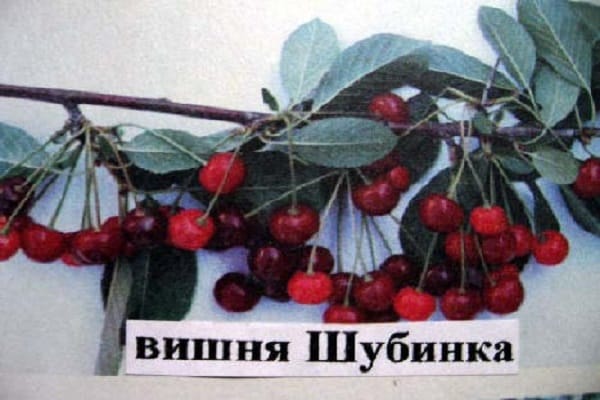 лишће трешње