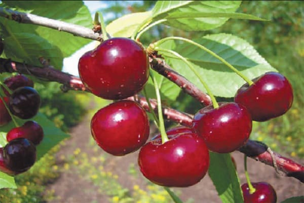 плодови су зрели