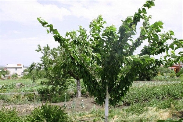 olika nackdelar