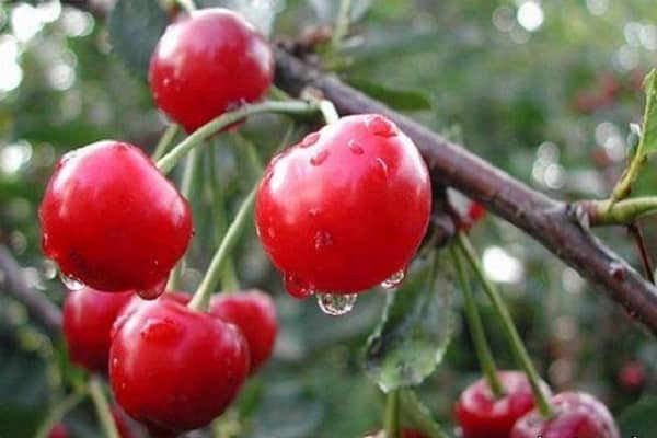 reifende Beeren