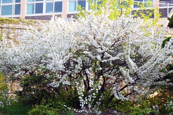 schöne Blüte