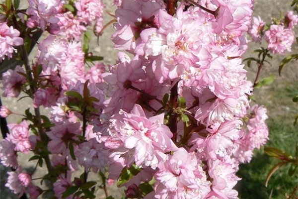 pinke Blumen