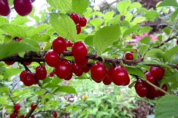 rote Früchte