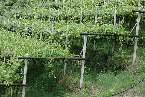 grow grapes