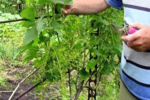 Comment faire pousser correctement les raisins à l'extérieur dans la voie du milieu et conseils pour la plantation et les soins pour les débutants