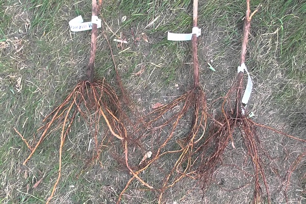 planting material