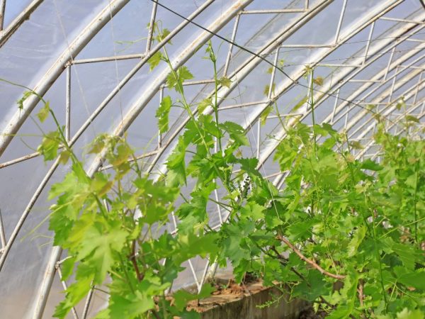 ramos de uvas em uma estufa