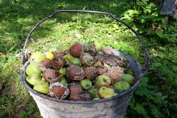 frutas podres