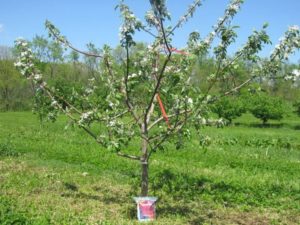 Por que a macieira pode não dar frutos após a floração e o que fazer se não houver ovários