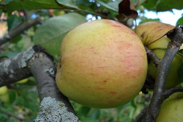 rote Tönung